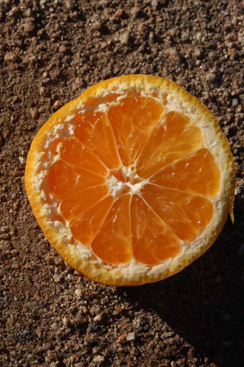              Fruit cross-section (Riverside, CA)       